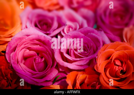 Bouquet de roses orange et rose close up Banque D'Images