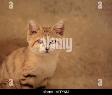 Arabian Sand Cat (Felis margarita) regardant directement l'appareil photo Banque D'Images