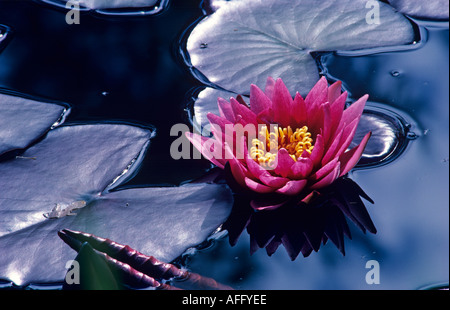 Nénuphar rouge flottant sur la surface de l'étang avec des feuilles Banque D'Images