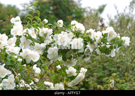 White roses sauvages (Rosa arvensis) en fleurs Banque D'Images