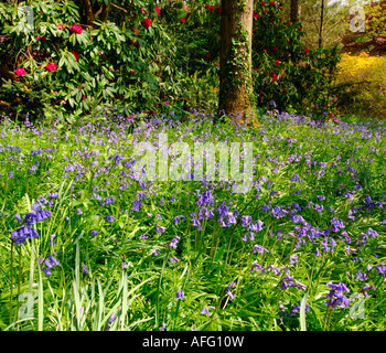 Tapis de jacinthes dans un boisé finement copse Banque D'Images