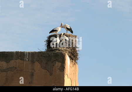 Des cigognes sur le dessus de l'immeuble de la Casbah de Marrakech Maroc Banque D'Images