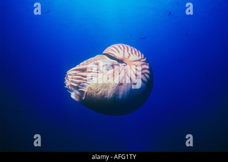Une espèce endémique Nautilus Nautilus, belauensis, plane dans la Blue Water off un deep reef dans Palaos. Banque D'Images