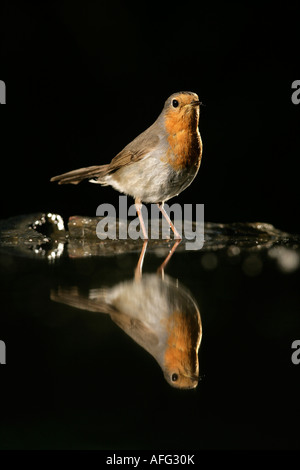 Erithacus rubecula aux abords de la Hongrie Banque D'Images