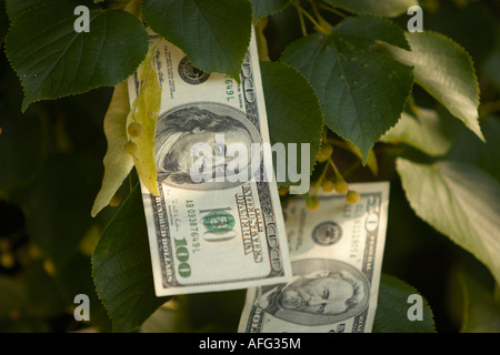 Une photo illustrant le contraire de l'expression de l'argent ne pousse sur les arbres Banque D'Images