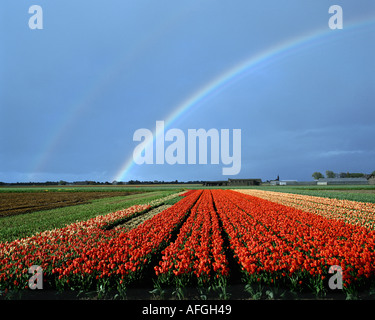 NL - PROV. NOORD HOLLAND : champ de tulipes à Vogelensang Banque D'Images