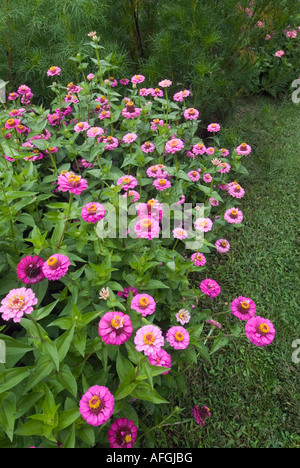 Zinnia fleurs Banque D'Images