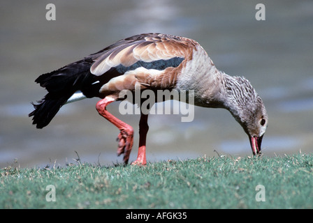 Goose-Neochen Orinoco jubata-famille des Anatidés Banque D'Images