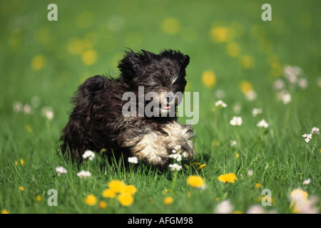 Terrier tibétain s'exécutant sur meadow Banque D'Images