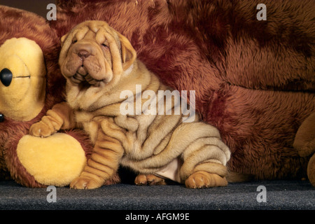 Shar Pei chien. Chiot assis à côté d'un ours en peluche Banque D'Images