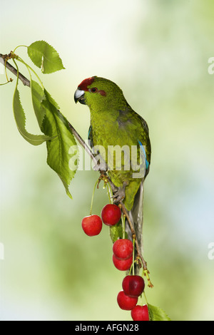 Perruche à front rouge sur cherry twig / Cyanoramphus novaezelandiae Banque D'Images