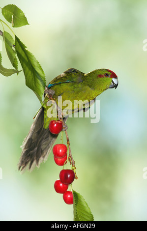 Perruche à front rouge sur cherry twig / Cyanoramphus novaezelandiae Banque D'Images