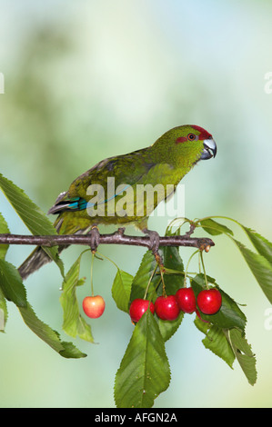 Perruche à front rouge sur cherry twig / Cyanoramphus novaezelandiae Banque D'Images