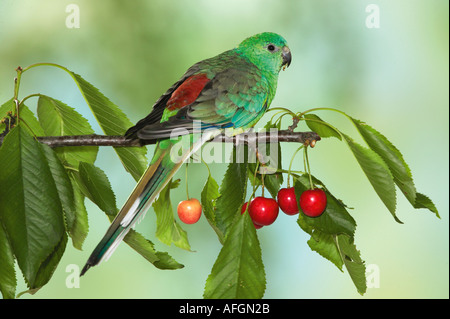 À croupion rouge cerise sur le Parrot Psephotus haematonotus / rameau Banque D'Images