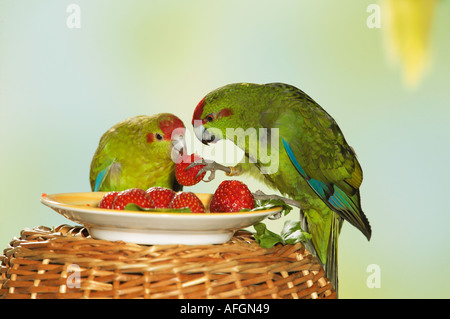 Deux perruches à la façade rouge sur plat avec fraises / Cyanoramphus novaezelandiae Banque D'Images