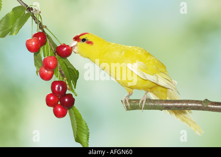 Perruche à front rouge sur branch - manger des cerises / Banque D'Images