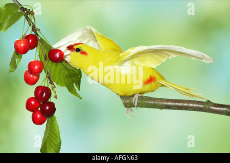 Perruche à front rouge sur branch - manger des cerises / Banque D'Images