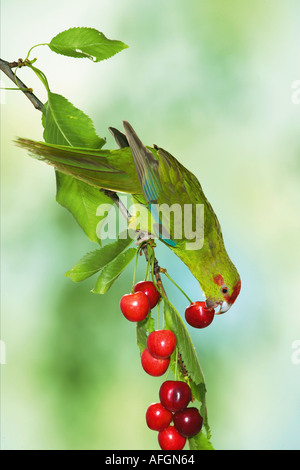 Perruche à front rouge sur branch - manger des cerises / Banque D'Images