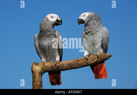 Perroquet gris d'Afrique (Psittacus erithacus). Paire de perché sur une branche adultes Banque D'Images