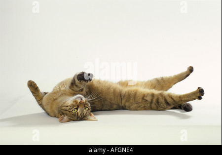 Tabby chat domestique - lying Banque D'Images