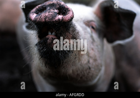 Porc élevé en liberté dans une ferme à Rogue, Suffolk, UK. Banque D'Images