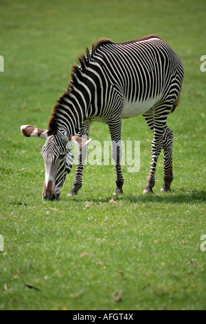 Zébra de Grevy (Equus grevyi) adulte unique qui broutage sur l'herbe Banque D'Images