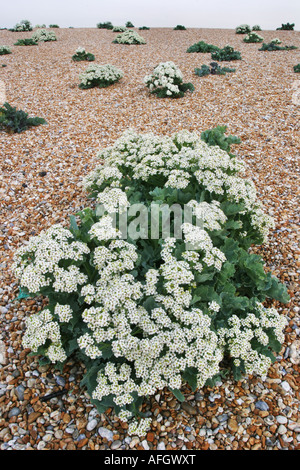 Kale Crambe maritima mer colonisent les dunes de galets à Dungeness, dans le Kent Banque D'Images