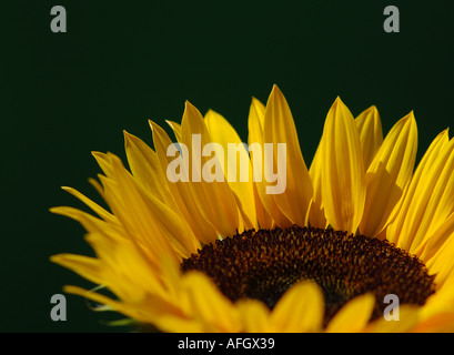 Photographie de tournesol par patricksteel www acier Patrick co uk Banque D'Images