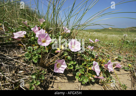 Liseron des champs Convolvulus soldanella mer croissant dans les dunes, l'ammophile à Kenfig Burrows, dans le sud du Pays de Galles Banque D'Images