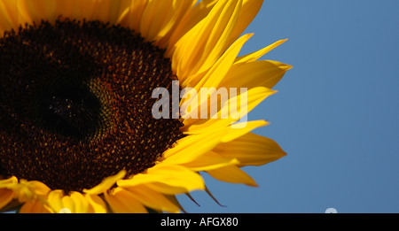 Photographie de tournesol par patricksteel www acier Patrick co uk Banque D'Images