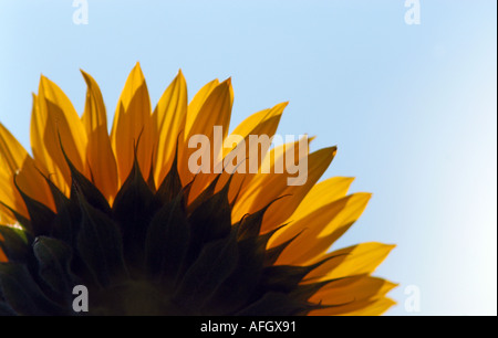 Photographie de tournesol par patricksteel www acier Patrick co uk Banque D'Images