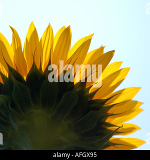 Photographie de tournesol par patricksteel www acier Patrick co uk Banque D'Images