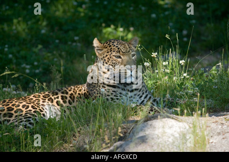 Amur leopard Banque D'Images