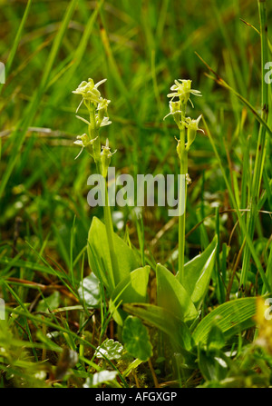 Paire de Fen orchid Liparis loeselii en croissance sous-espèce ovata lettes de dunes à Kenfig, dans le sud du Pays de Galles Banque D'Images