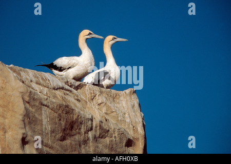 Cape de Bassan, Lamberts Bay, Afrique du Sud / (Sula capensis, Morus capensis) Banque D'Images