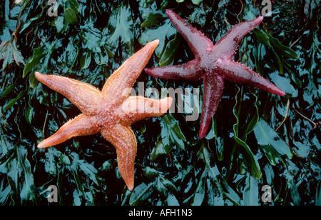 L'étoile de mer commune, mer des Wadden ALLEMAGNE / (asterias rubens) Banque D'Images