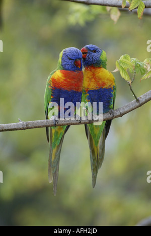 Loris arc-en-ciel, paire, Australie / (Trichoglossus haematodus moluccanus) Banque D'Images