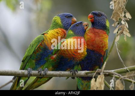 Lory Rainbow avec youngs, Australie / (Trichoglossus haematodus moluccanus) Banque D'Images