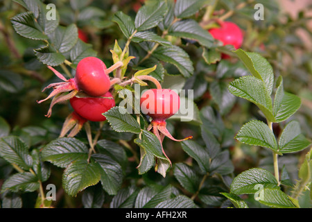 Large red rose hips de Fru Dagmar Hastrup rose Banque D'Images