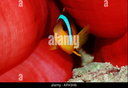 Poissons clowns à pieds noirs, de l'Océan Indien / (Amphiprion nigripes) Banque D'Images