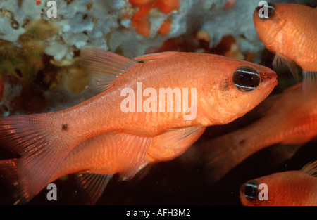 Cardinalfish, Mer Méditerranée (Apogon imberbis) / Banque D'Images