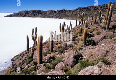Cactus Echinopsis atacamensis sur l'île Incahuasi, Salar de Uyuni, Bolivie Banque D'Images