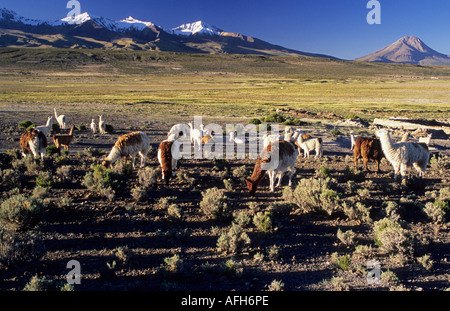 Les alpagas sur un bofedal près de Colchane avec Cerro Cabaray (6433 m), le Parc National Isluga, Chili Banque D'Images