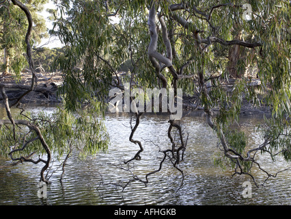 Lianes sur Billabong, Kangaroo Island, Australie Banque D'Images