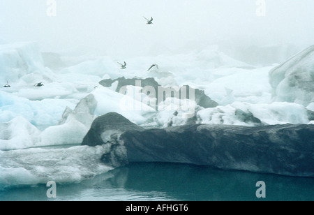 Birds flying over dérive des icebergs dans le Jokulsarlon Glacial Lagoon, Iceland Banque D'Images