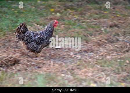 Exécution de poulet, Blurred Motion. Banque D'Images