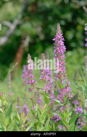 Prairie sauvage dans le Kent, Angleterre Banque D'Images