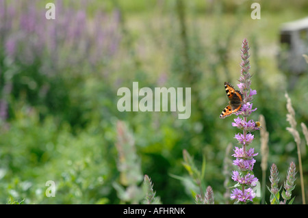 Prairie sauvage dans le Kent, Angleterre Banque D'Images