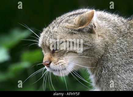 Un adulte Scottish Wildcat (Felis sylvestris) avec une expression agressive Banque D'Images