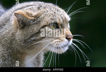 Un adulte Scottish Wildcat (Felis sylvestris) avec une expression agressive Banque D'Images